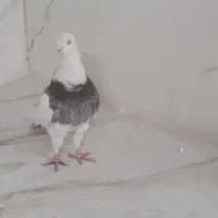 طوقی مهر|پرنده|یزد, |دیوار