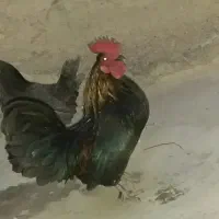 مرغ و خروس تزئینی