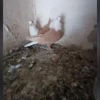 کلاغ سر سفید دم سفید