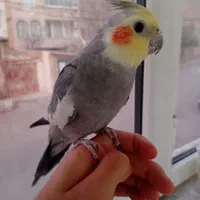 دو عدد اروس هلندی