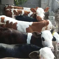 پرسودترین سیمنتالهای اصل ودرجه یک