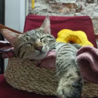 واگذاری رایگان گربه