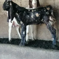 بز بزغاله بره تکه قوچ