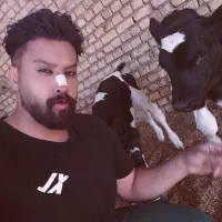 گاو گوساله تلیسه