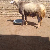 قوچ گوسفند بز|حیوانات مزرعه|خرم‌آباد, |دیوار