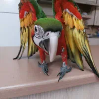 مرکز تخصصی طوطی سانان کیانشاه|پرنده|نیشابور, هفده شهریور|دیوار