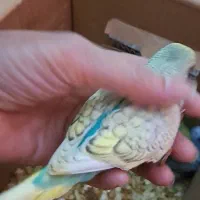 مرغ عشق رینبو ۴ماهه و جفت گرینچیک۱۰ماهه|پرنده|اهواز, فاز ۲ پادادشهر|دیوار