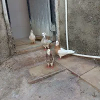 سلام به عشق بازایی گل دو جفت توقی خیلی خوب|پرنده|خاوران, |دیوار