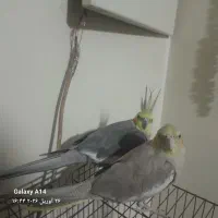 عروس هلندی بالغ