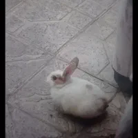 خرگوش نر