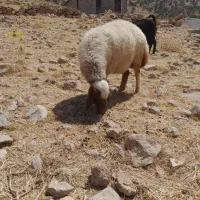 میش بدره
