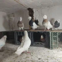 کبوتر طوقی|پرنده|رباط‌کریم, نصیرشهر|دیوار