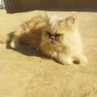 گربه خانگی نر نزدیک دو سال قیمت دو میلیون