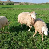 گوسفند۱۰۰تا|حیوانات مزرعه|دره رود, |دیوار