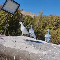 ماده سار  مسافتی|پرنده|مشهد, کارده|دیوار