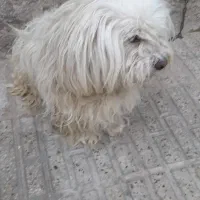 واگذاری سگ پاکوتاه نر