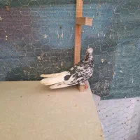 کبوتر رنگی . طوقی . دمسفید|پرنده|شاهینشهر, شهرک میلاد|دیوار