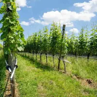 نهال انگور با احداث باغ انگور  رقم تجاری .|خدمات باغبانی و درختکاری|سلماس, |دیوار