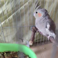 عروس هلندی|پرنده|تهران, مشیریه|دیوار