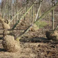 نهال ۴ ساله