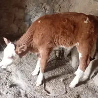 گاو|حیوانات مزرعه|خواجه, |دیوار