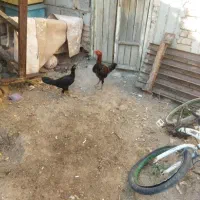 تخم مرغ نطفه دار لاری اصل