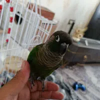 گرینجیک تست داده شده اناناسی نر اون یکی ماده|پرنده|ارومیه, |دیوار