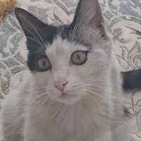 گربه خانگی