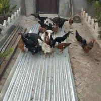 مرغ و خروس محلی