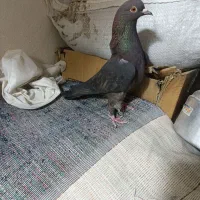 کفتر پرشی