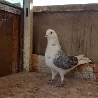 کفتر دوتا نر گردن کلفت|پرنده|ری, سرتخت|دیوار