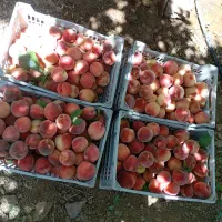 میوه جات