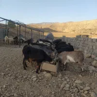 فروش بز آبستن با بزغاله