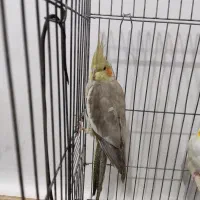 عروس هلندی|پرنده|پاکدشت, پاکدشت (مامازند)|دیوار