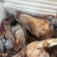 کله پاچه پاک شده .ایلام. به صورت عمده. ارسال داریم