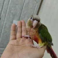گرینچیک سرلاکی فول دستی