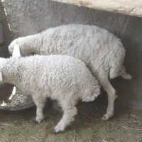 میش و بره نر، راور