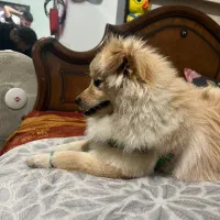 سگ پامر ماده