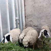 میش و بره