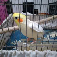 عروس هلندی|پرنده|کرج, شعبانآباد|دیوار