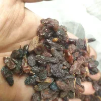 کشمش آبگیری آفتابی|خوردنی و آشامیدنی|بسطام, |دیوار