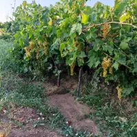 باغ میوه