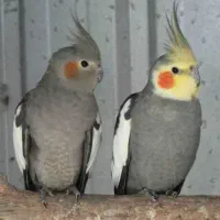 پرنده