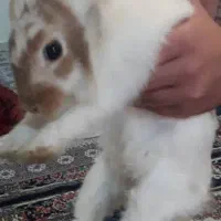 خرگوش سالم|موش و خرگوش|تهران, دولاب|دیوار