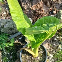 گل بابا ادم|گل و گیاه طبیعی|خمام, |دیوار