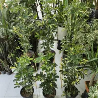 شفلرا سطل 7  خانه گلها|گل و گیاه طبیعی|بندرعباس, |دیوار