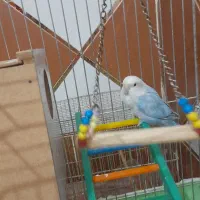 طوطی برزیلی ماده