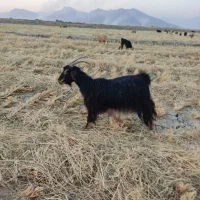 چبش|حیوانات مزرعه|مرودشت, ژیان|دیوار