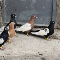 سینه سیاه