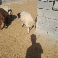 ۱۵راس بره شیری ریز قلم جفتی ۵۴کیلو